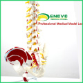 SPINE05 12377 Medical Science Human Flexible Spine Painted Muscles, Life-Size Spine Models